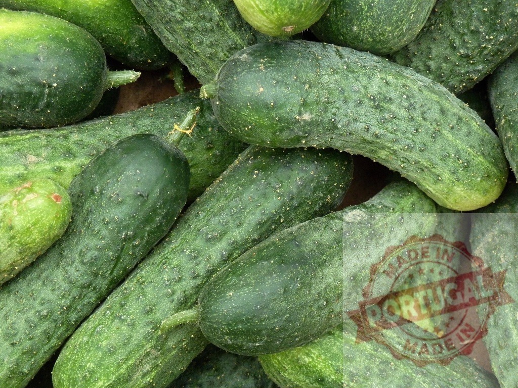 Fresh green cucumbers harvesting for pickling and healthy eating | Pile of fresh green cucumbers, showing textures and ready for consumption - Realized with Pictrs.com