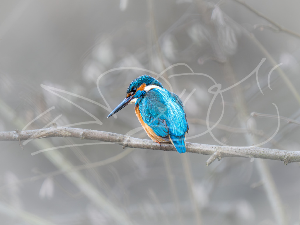 Kalte Schulter | Naturschönheiten aus Deutschland. Pflanzen und Tiere, Insekten und Naturschauspiele. Alle schönen Details, die uns umgeben, fotografiert von Michi Moc.  - Realisiert mit Pictrs.com