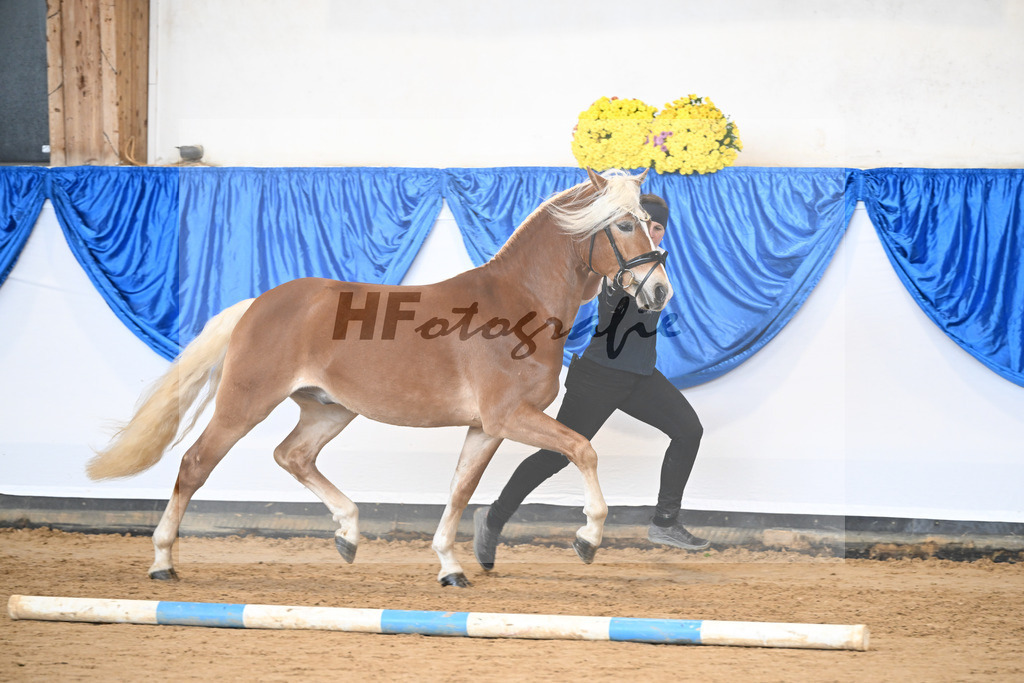 Kat-Nr. 30 Angeber SCH v. Andoro SCH_Schmid_48251100 | hf-fotografie - Realisiert mit Pictrs.com