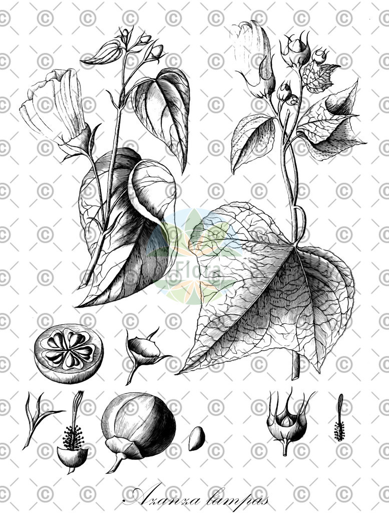 HistAbb_wfo-0000921164_1_ENZY_Simple | Historische Abbildung von Azanza lampas - Malvaceae | Historical Illustration of Azanza lampas - Malvaceae