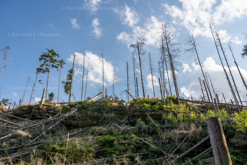 Zeughausstrasse_Raubsteiner_Schluechte_Baumstamm_Baumstumpf | 2022-08-30_Waldbrandgebiete_1 - Realisiert mit Pictrs.com