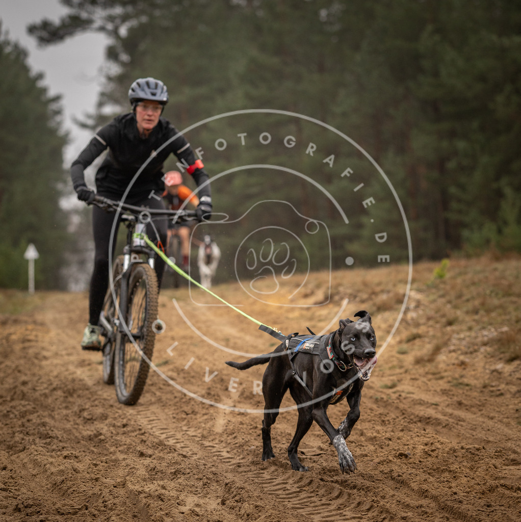 Pfotenfotografie_DV3A3235 | Hundefotografie, Tierfotograf, Pfotenfotografie, Fotoshooting Hund, Hunde Portrait, Hundesport, Hundeportraits, Heideshooting, Hunde, Sportfotograf, Hundefotograf, Turnierhundsport, THS,  - Realisiert mit Pictrs.com
