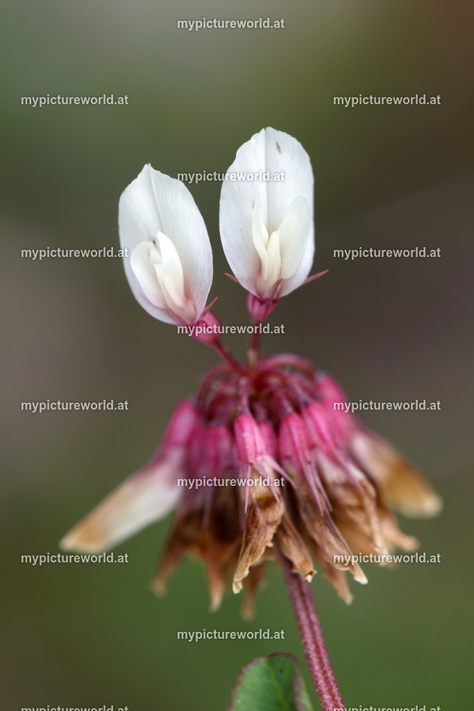 Weißklee-002 | Das Bilderarchiv über Tiere, Planzen und Landschaften. In der Bilddatenbank finden Sie ein große Auswahl an hochwertigen Bilder für Ihre Werbung - Realized with Pictrs.com