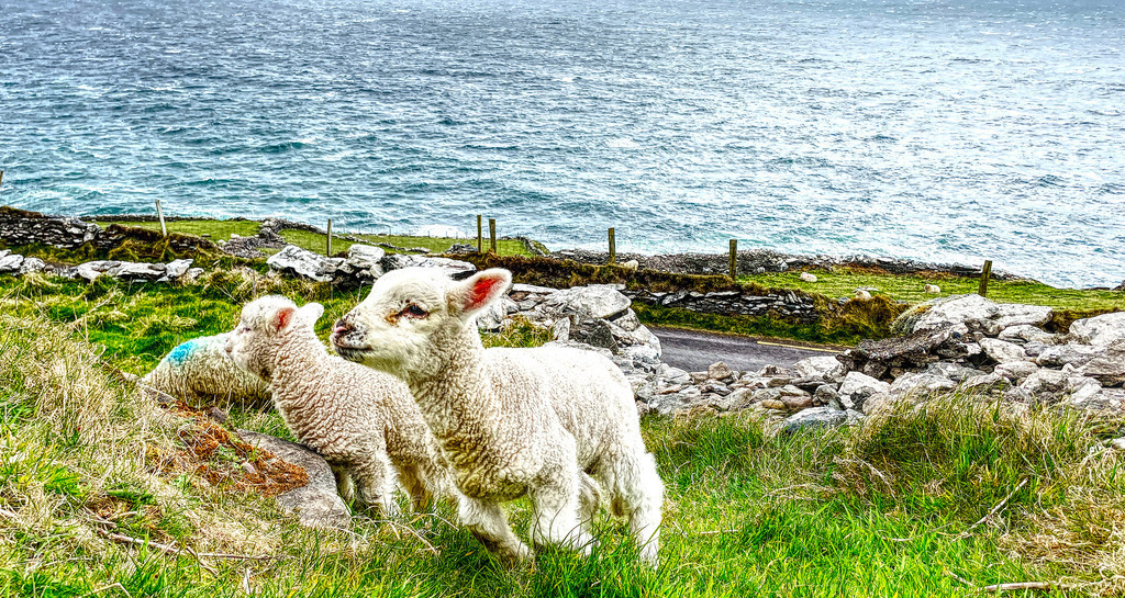 Lambs on Slea Head Drive_ Co Kerry | www-pimpup-me - Realisiert mit Pictrs.com