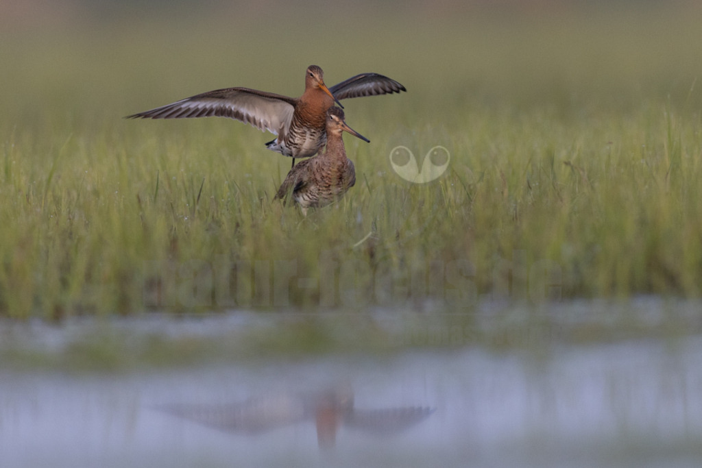 R5NF3865-20230410 | Die Uferschnepfe, im Plattdeutschen auch als Greta bezeichnet, ist eine Vogelart aus der Familie der Schnepfenvögel. Uferschnepfen sind Langstreckenzieher und brüten vorwiegend auf Feuchtwiesen. - Realisiert mit Pictrs.com
