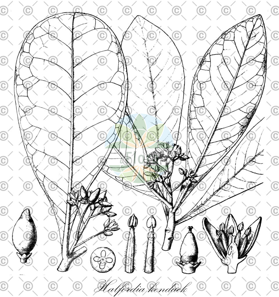 HistAbb_4SQN_1_ENZY_Simple | Historische Abbildung von Halfordia kendack - Rutaceae | Historical Illustration of Halfordia kendack - Rutaceae