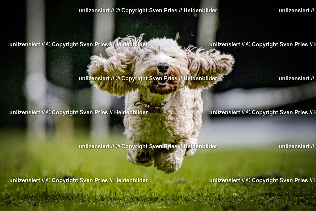 Sven Pries | 2025-10-03 - Hunderennen Obergrombach - Realisiert mit Pictrs.com