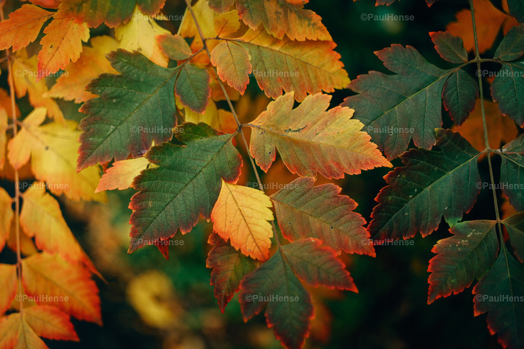 20221020_PaulHense_S0040_DSC00118 | paulhense - Realisiert mit Pictrs.com