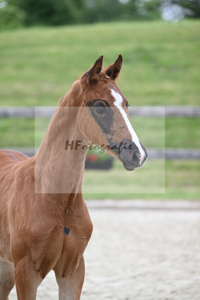 Kat-Nr. 17 HF Benicio_Binder_17230562 | hf-fotografie - Realizzato con Pictrs.com