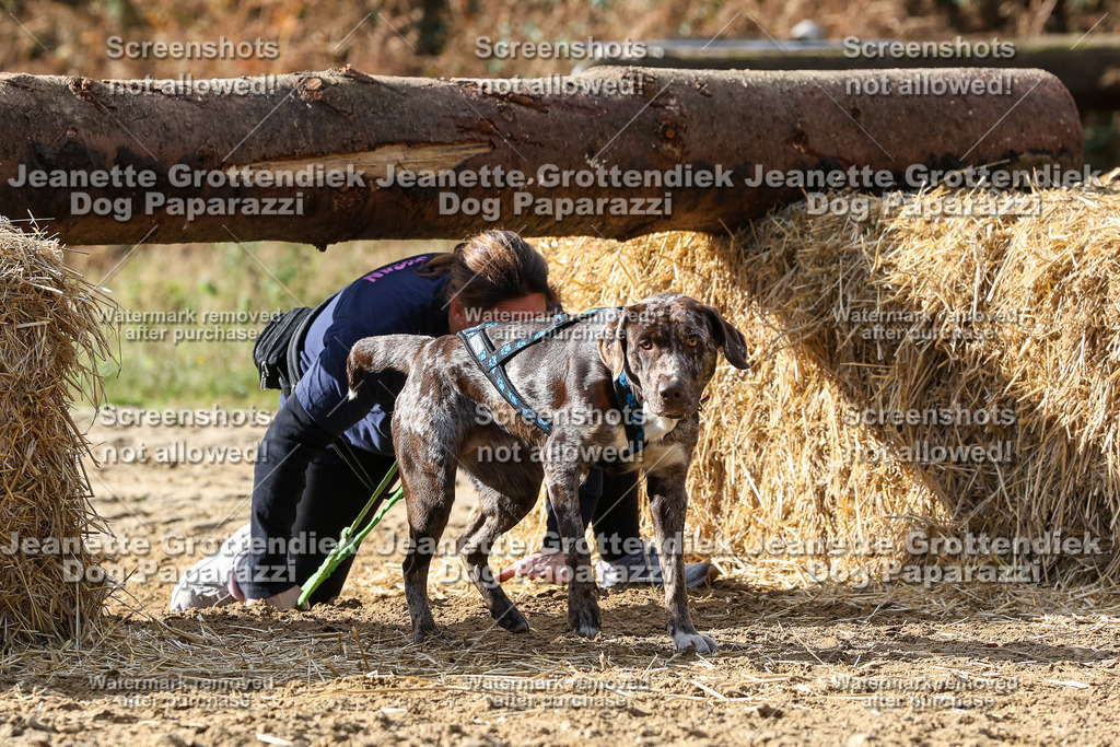 Dog Paparazzi - Strongdog 10-25-5309 | Dog Paparazzi Jeanette Grottendiek Fotografie & Videografie - Realisiert mit Pictrs.com