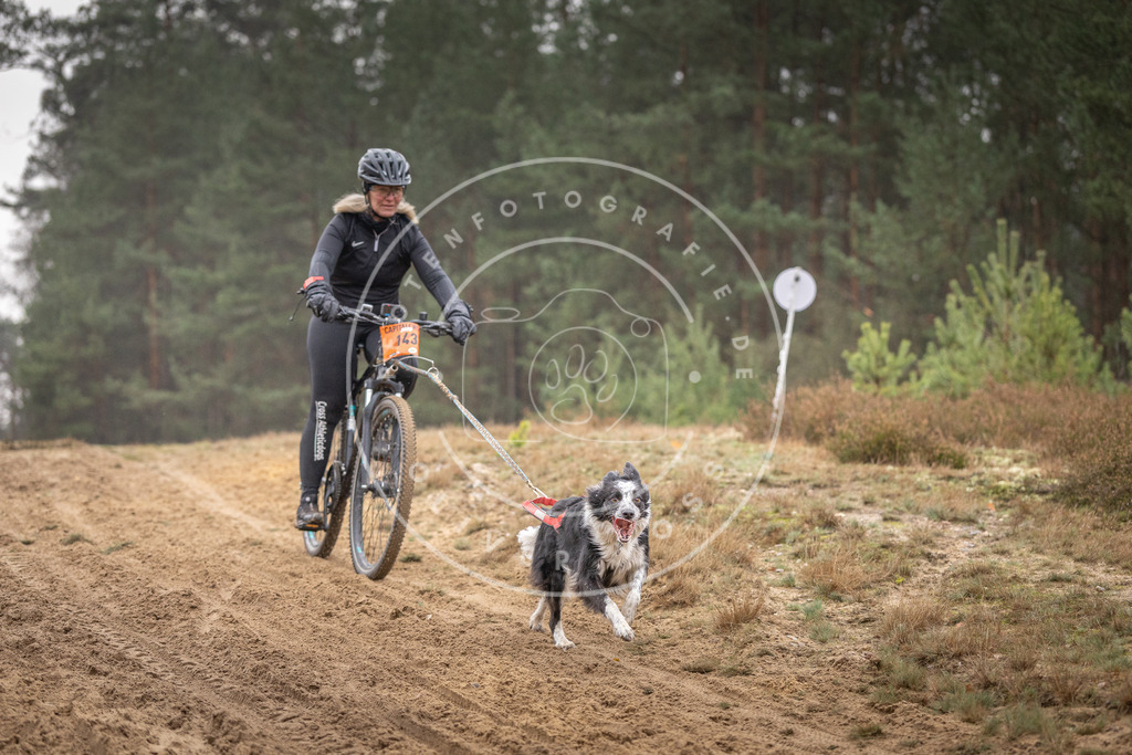 Pfotenfotografie_DV3A4051 | Hundefotografie, Tierfotograf, Pfotenfotografie, Fotoshooting Hund, Hunde Portrait, Hundesport, Hundeportraits, Heideshooting, Hunde, Sportfotograf, Hundefotograf, Turnierhundsport, THS,  - Realisiert mit Pictrs.com