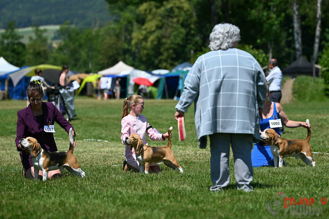 Dogshow CACIB Samstag in Aarau | Dogshow CACIB Samstag in Aarau. 24.06.2023 Foto: LeoWyden
