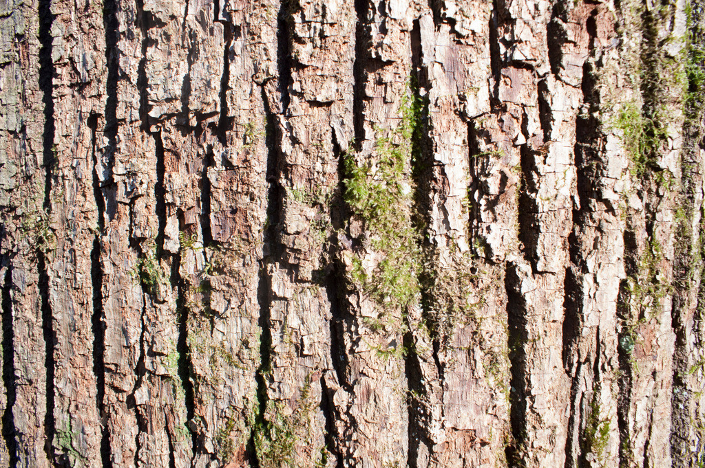 80 | KONICA MINOLTA DIGITAL CAMERA