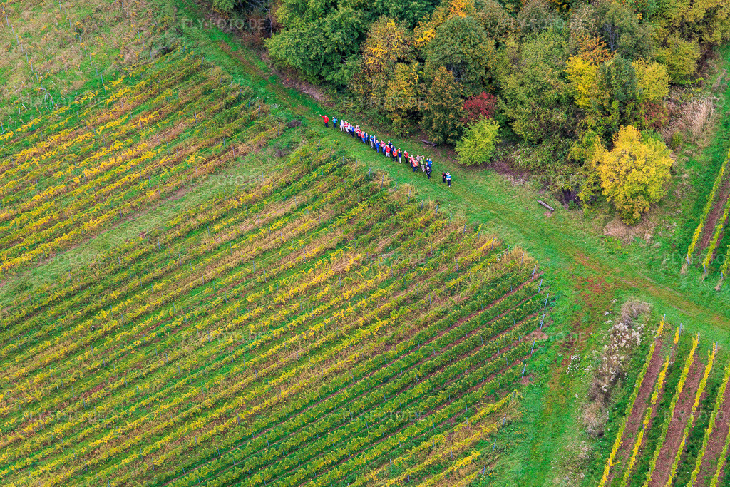 Luftbild: Wandergruppe zwichen Wald und Wein in Dörrenbach im Bundesland Rheinland-Pfalz in Deutschland. Foto: IMG_150006.jpg vom 10.10.2025 durch Werner Riehm/FLY-FOTO.de