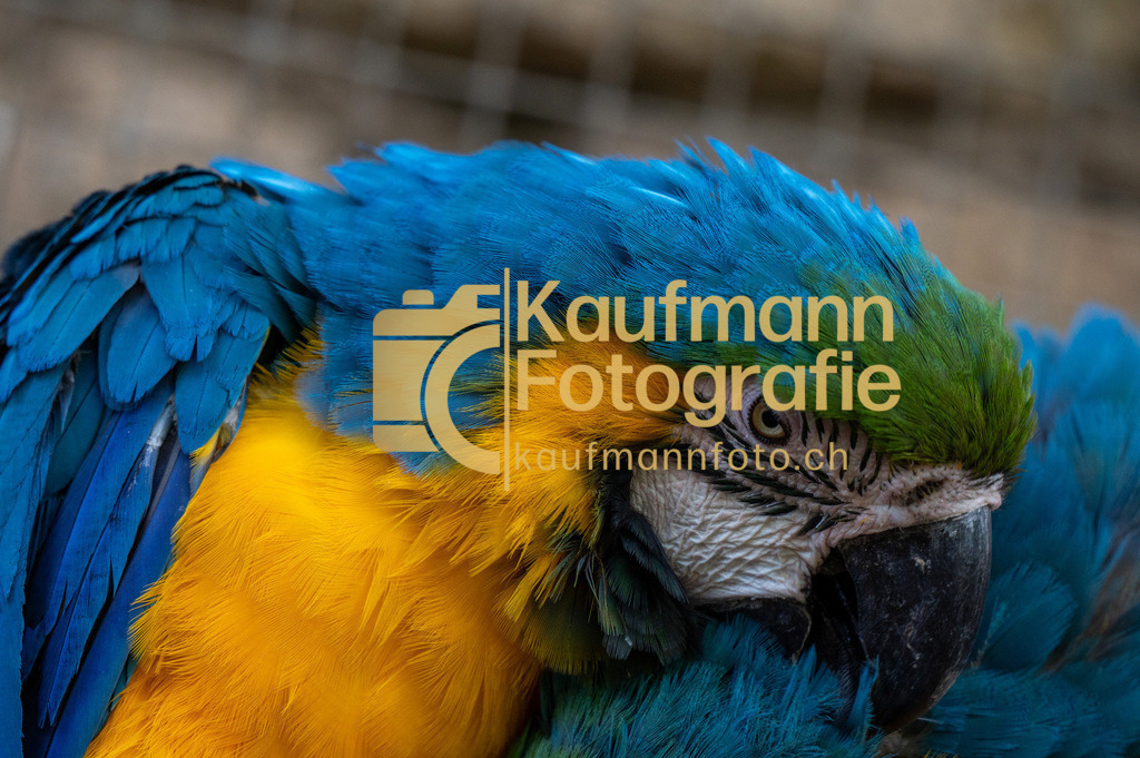 Jungle_Park_def-5208 | kaufmannfoto - Realisiert mit Pictrs.com