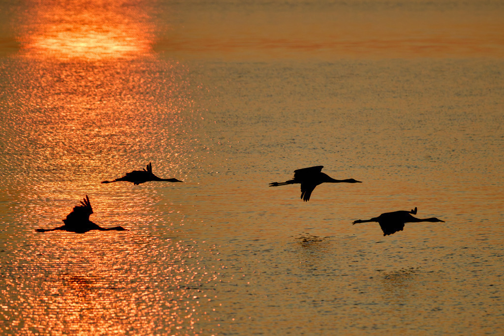 Kranich Sonnenaufgang | kleinen-fotografie