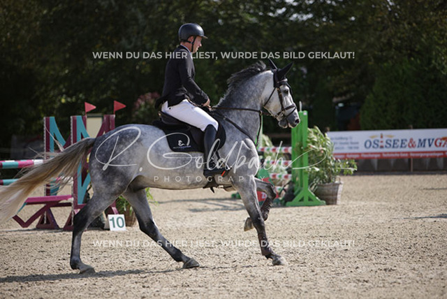 1J2A6245Klas-Kristoff Kudlinski_ Steendieks Dear Lenny_ Kn915_ Havekost | Foto- und Videografie für alles rund ums Pferd. Hochwertige Bilder und Videos vom Spring- und Dressurreiten, Voltigieren & mehr. Jetzt aktuelle Veranstaltungen und Preise im Shop ansehen. - Realisiert mit Pictrs.com