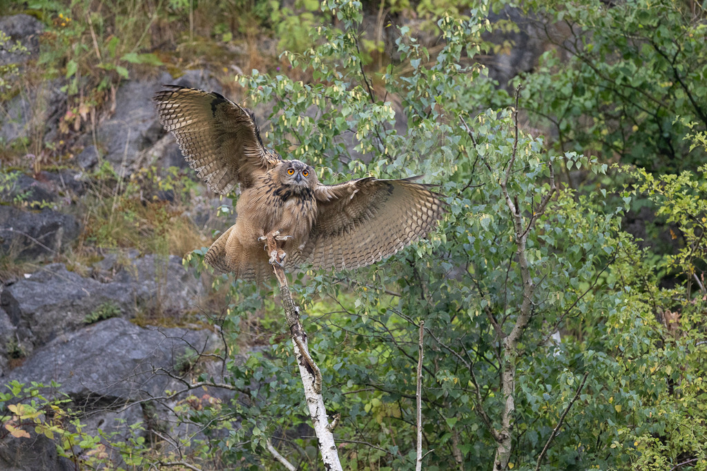 R6NF7173_20240721 | Der Uhu ist die größte europäische Eulenart. Nachdem er lange bejagt wurde, entspannt sich die Situation mittlerweile wieder aufgrund strenger Naturschutzgesetze und einiger Auswilderungsprojekte. Der Uhu brütet in unterschiedlichen Landschaften und ist streng nachtaktiv. Ein markantes Merkmal sind die großen Federohren, die je nach Laune hoch aufgestellt oder angelegt werden können. - Realisiert mit Pictrs.com