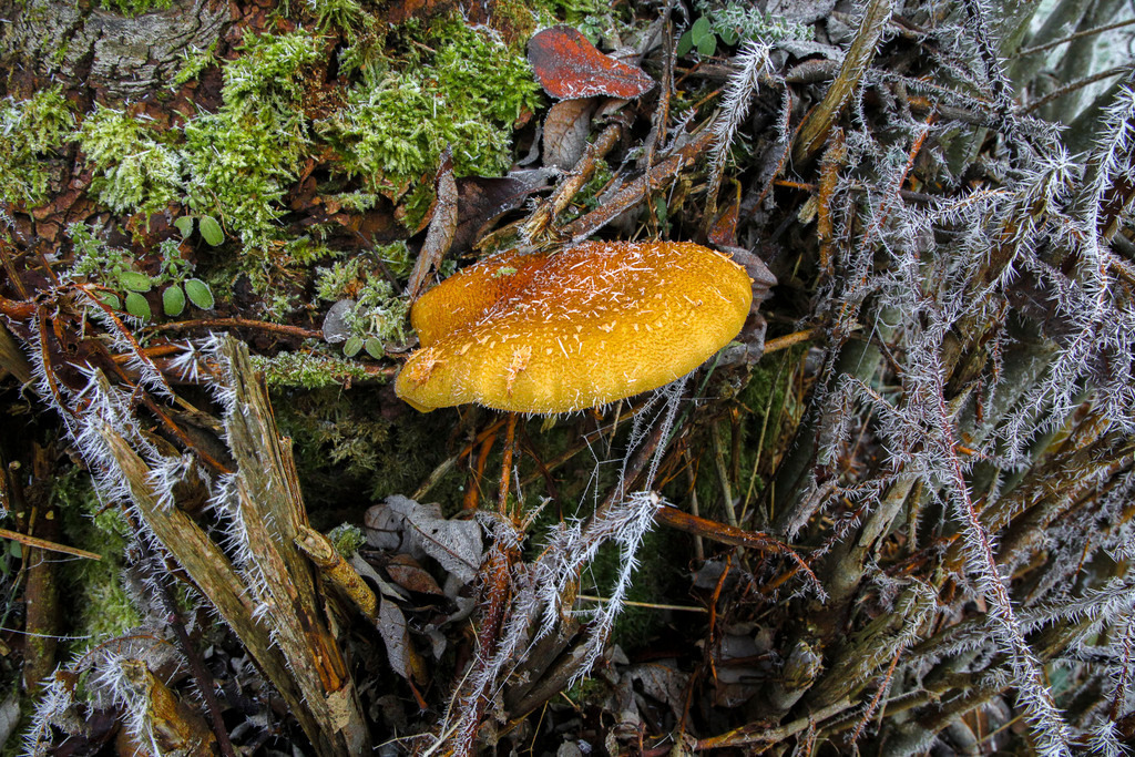 Raureif_Weisten_101222_26 | Bildergalerie von Sport-Ereignissen aber auch von weiteren spannenden Dingen - nicht nur vom Niederrhein. In Anlehnung an den bekannten Spruch von Hanns Dieter Hüsch heißt das Motto: "Niederrhein ist überall".  - Realisiert mit Pictrs.com