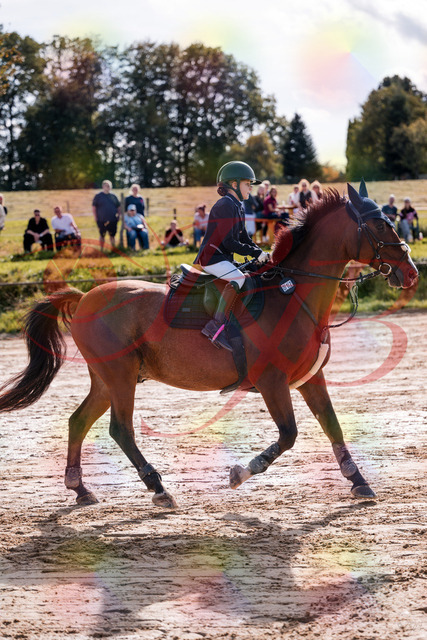 2026_10_03_Siefer-Hof_143755_Z81_07182795 | Professionelle Reitsport-, Turnier- und Eventfotografie von Robert Broda. Galerien mit ausgewählten und bearbeiteten Bildern direkt online ansehen und bestellen.