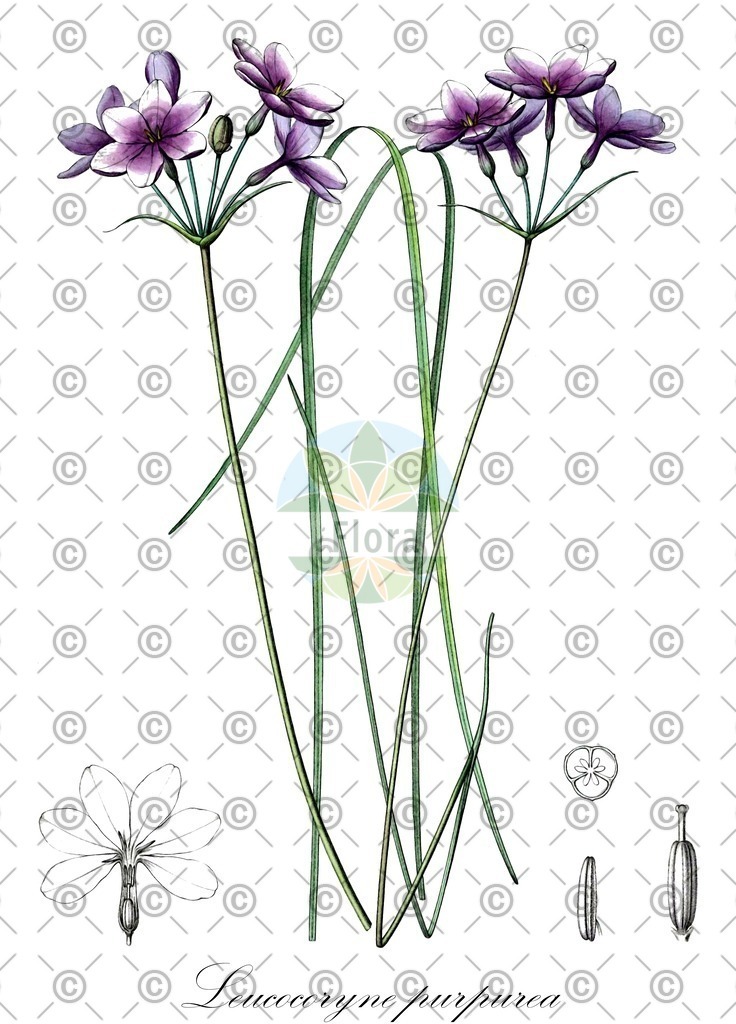 HistAbb_wfo-0001163418_1_ENZY_Simple | Historische Abbildung von Leucocoryne purpurea - Amaryllidaceae | Historical Illustration of Leucocoryne purpurea - Amaryllidaceae