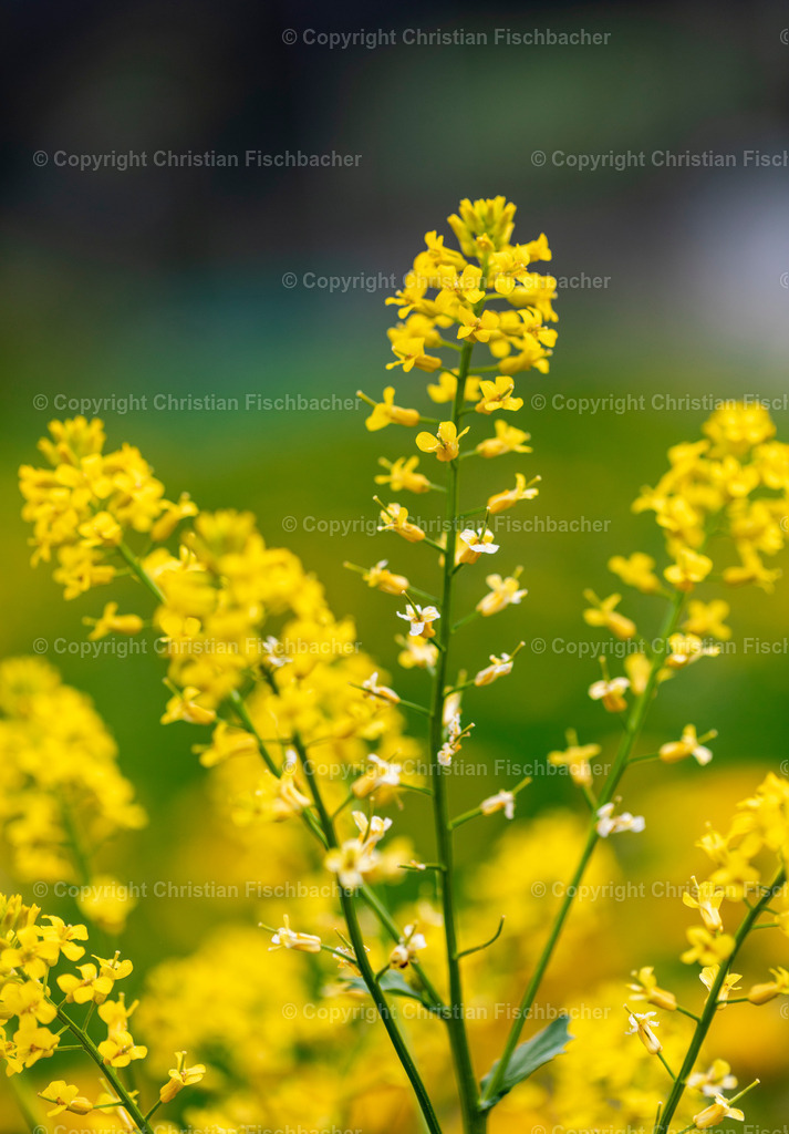 Fotos_Copyright_Chri_Fischbacher_Druck-371 | Bildershop Chri Fischbacher - Realisiert mit Pictrs.com