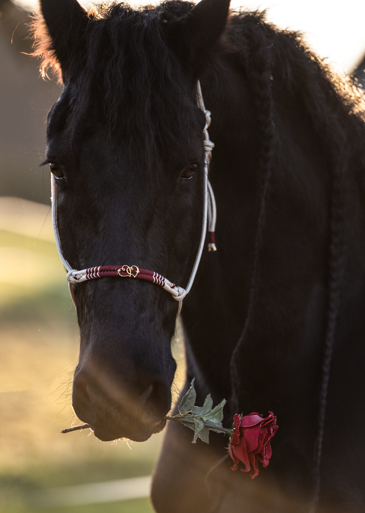 Valentin_5 | Emotionale Pferde- & People-Fotografie rund um Heidelberg, Leimen & Umgebung. Natürliche Fotos von Pferd, Mensch & Familie. Jetzt Termin sichern!