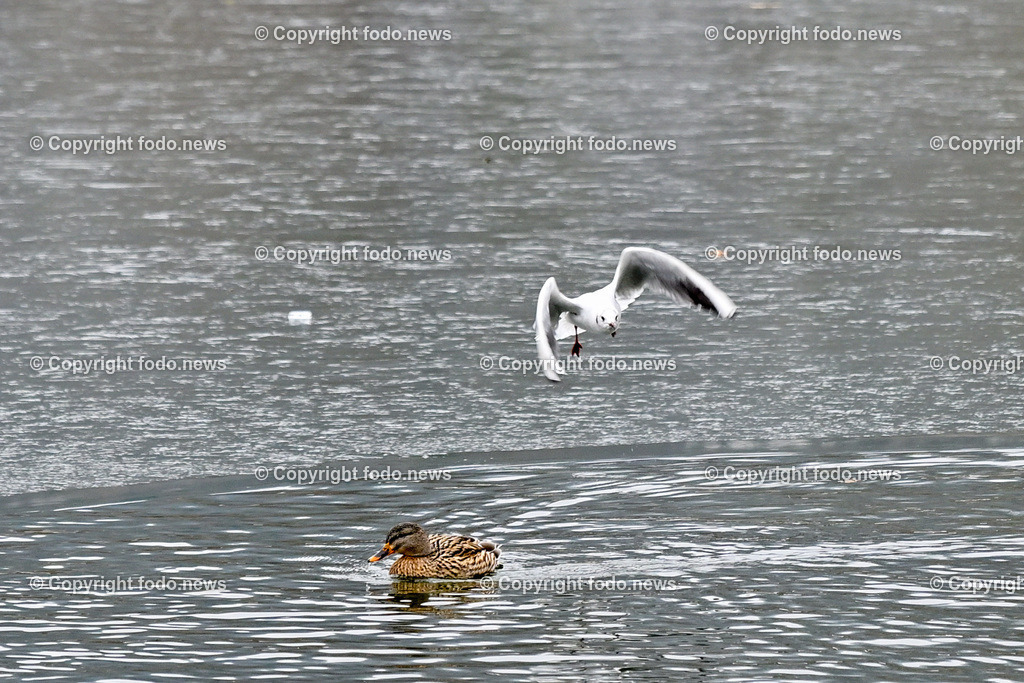 Pleschinger See_ Winter_ 13.01.2024-8 | 13.01.2024, Plesching, AUT, Pleschingersee, Winter, im Bild duenne Eisschicht, Voegel, Wasservoegel, Moewe, Stockente