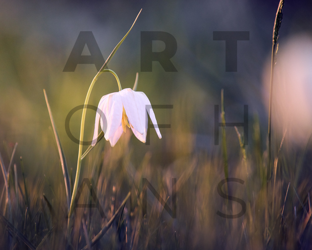 Ein Hans Fineart Original | Entdecke die Kunst von Hans Fineart - Fotografien für dein Zuhause. Verwandle deine Wände mit einzigartigen Kunstwerken und bringe die Schönheit der Welt in dein Leben. Bestelle jetzt und schaffe einen Ort der Inspiration und Eleganz.