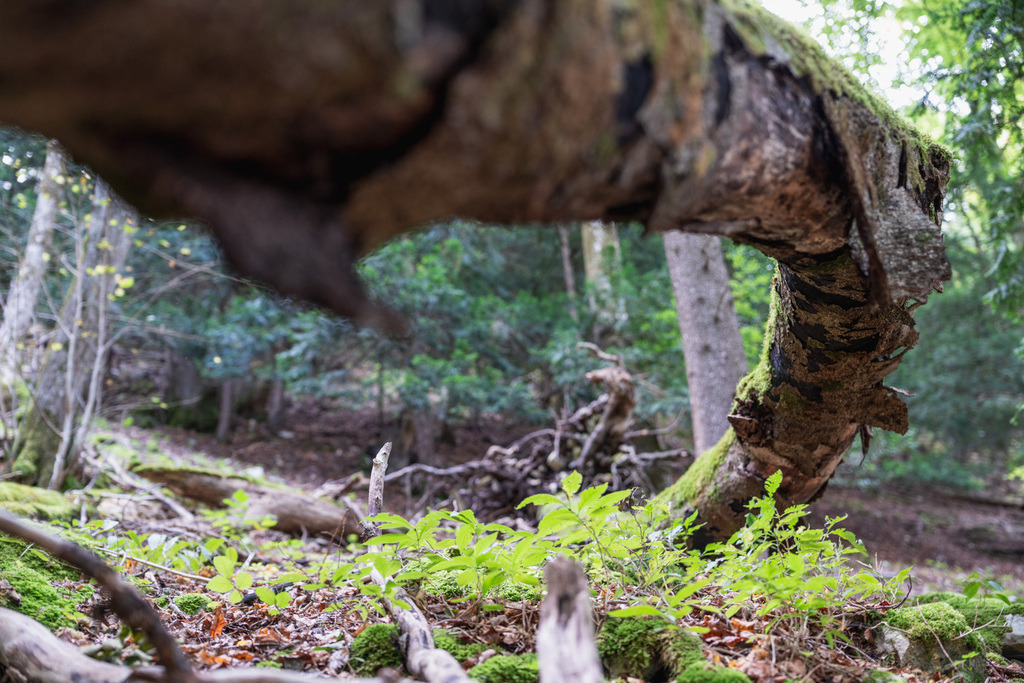 ZD250916093446 | Fotoshop von zweidimensional Fotografie. Ihr Fotograf im Aargau. Abzüge von Ihrem Fotobox Event bestellen.Abzüge von Ihrem Hochzeit bestellen.Abzüge von Ihrem Schulfotograf bestellen.