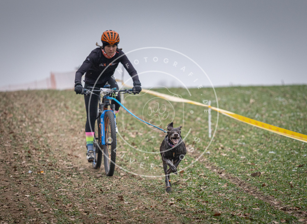 Pfotenfotografie_DV3A1022 | Hundefotografie, Tierfotograf, Pfotenfotografie, Fotoshooting Hund, Hunde Portrait, Hundesport, Hundeportraits, Heideshooting, Hunde, Sportfotograf, Hundefotograf, Turnierhundsport, THS,  - Realisiert mit Pictrs.com