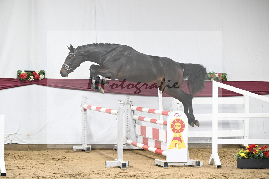 Kat-Nr. 80 Dallas VDL x C-Indoctro_Benjamin Maier_47252789 | hf-fotografie - Realisiert mit Pictrs.com