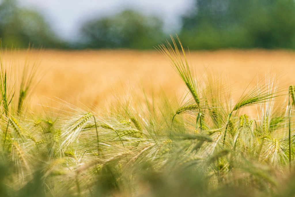 2022_06_30_KORNFELD_MCP0249 | Hochwertig gedruckte Fotografien für die Wand, als Kalender und zum Verschenken. Hamburg & Norddeutschland und überall wo ich mit der Kamera unterwegs war.