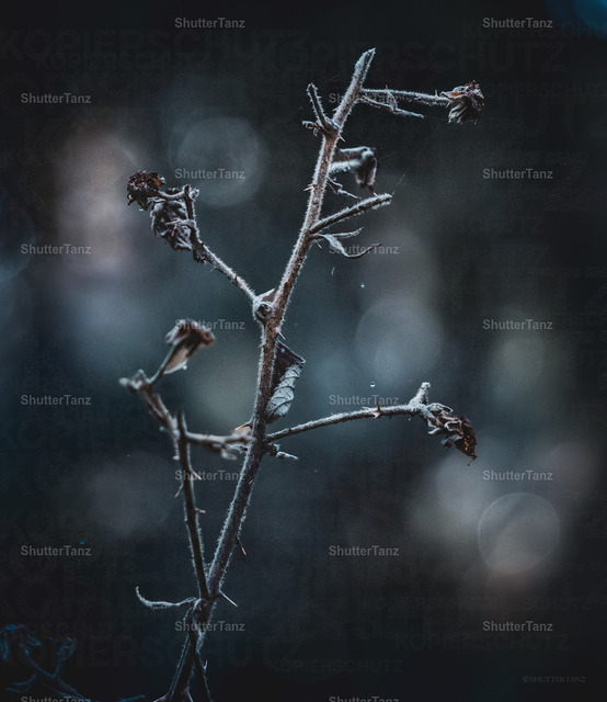 Death | SHUTTERTANZ - Realisiert mit Pictrs.com