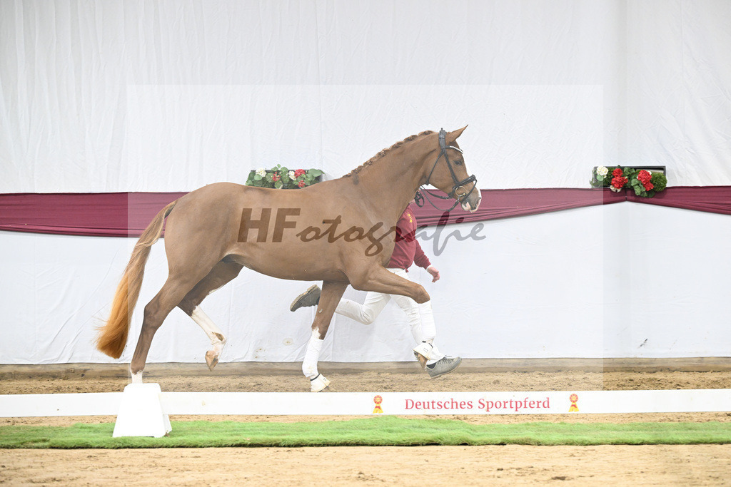 Kat-Nr. 118 Damaschino I x Mochito_Josef Zunterer_47253834 | hf-fotografie - Realisiert mit Pictrs.com