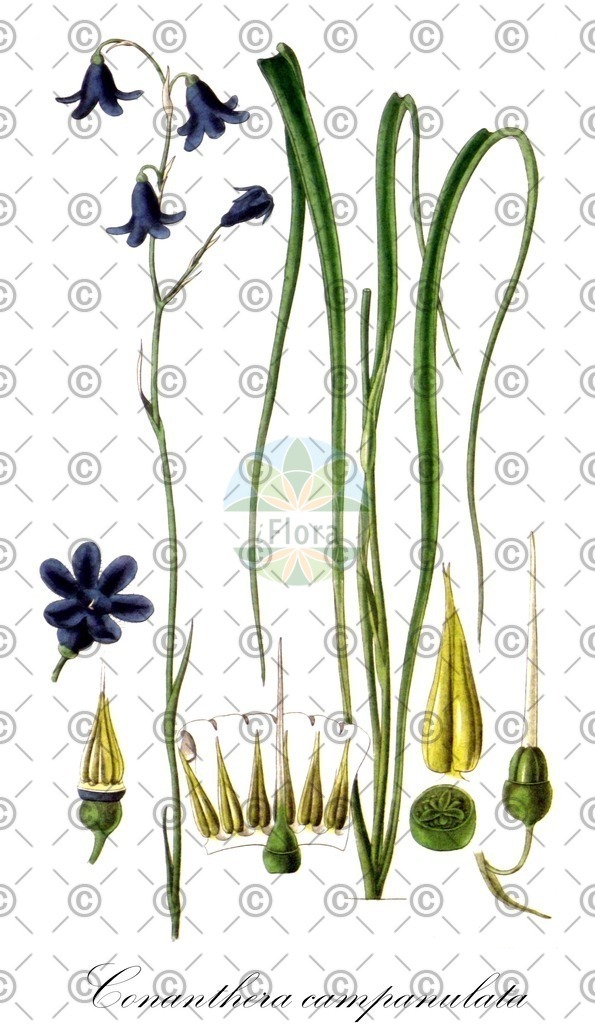 HistAbb_wfo-0000764081_2_ENZY_Simple | Historische Abbildung von Conanthera campanulata - Tecophilaeaceae | Historical Illustration of Conanthera campanulata - Tecophilaeaceae