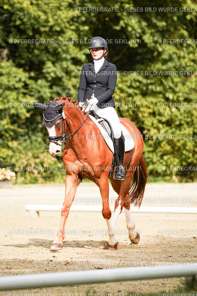 DSC03289 | Pferdegrafie