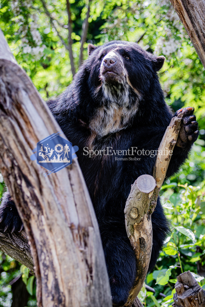 IMG_6397 | SportEventFotografie - Roman Stoiber