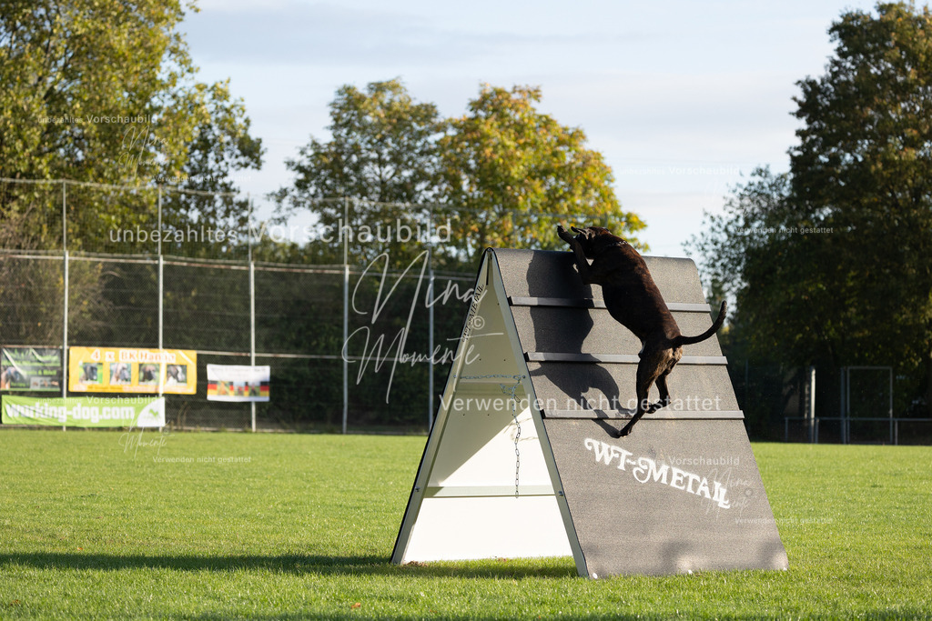 _16A6185 | Einzigartige Fotos von Hunden & Menschen –Actionfotos, Portraits, Vereinsaufnahmen & Paarshootings – authentisch, lebendig & mit Herz.