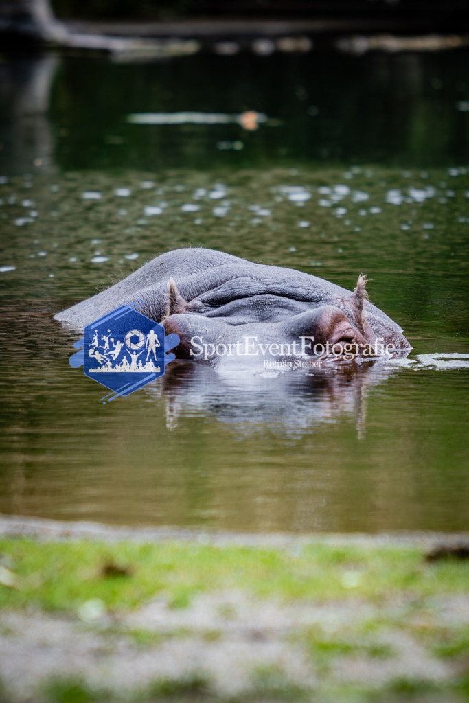 IMG_6170 | SportEventFotografie - Roman Stoiber