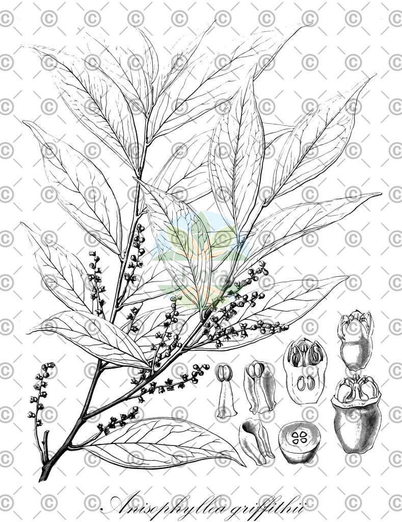HistAbb_wfo-0000537341_1_ENZY_Simple | Historische Abbildung von Anisophyllea griffithii - Anisophylleaceae | Historical Illustration of Anisophyllea griffithii - Anisophylleaceae