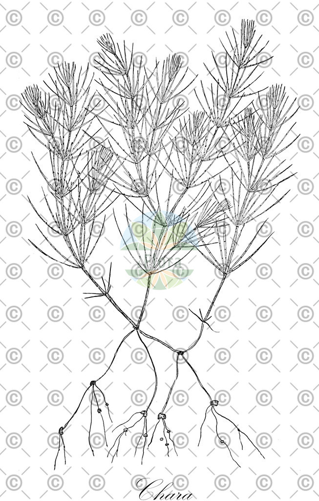 HistAbb_3M6W_2_ENZY_Simple | Historische Abbildung von Chara - Characeae (0) | Historical Illustration of Chara - Characeae (0)