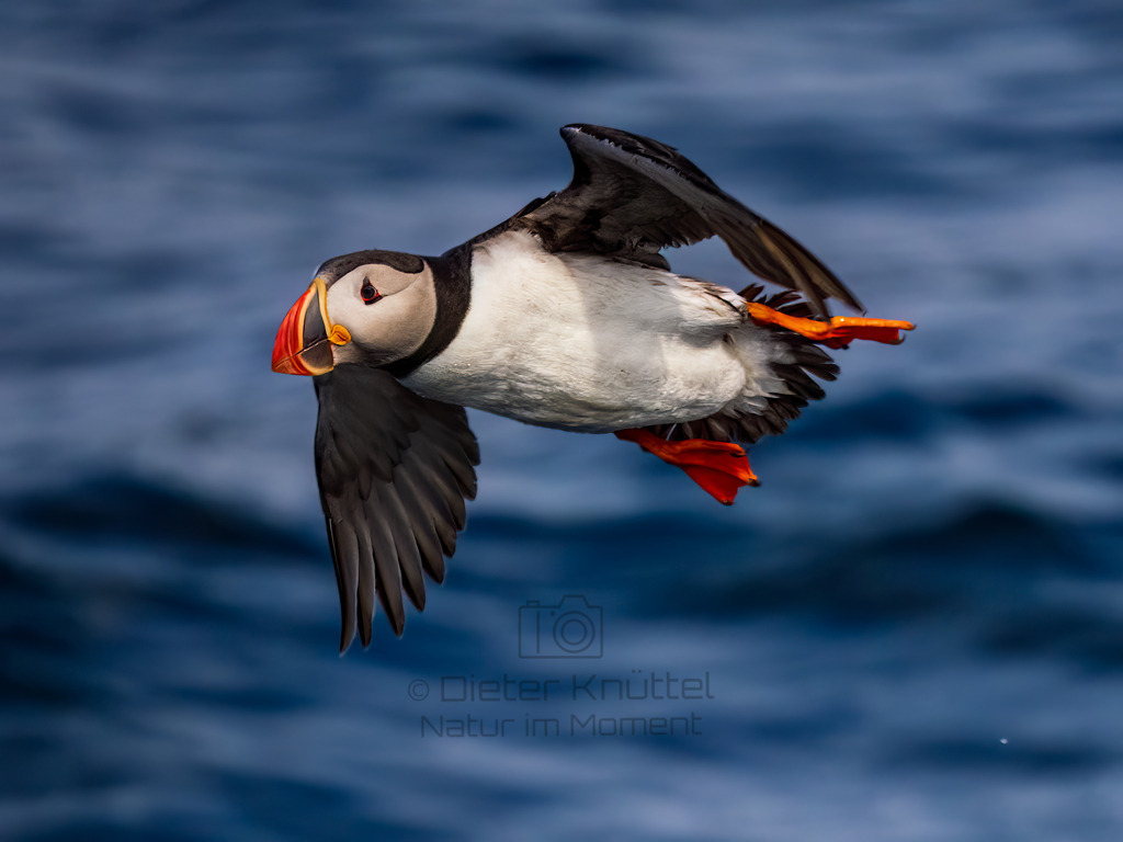 Papageintaucher fliegt weg | Der Papageientaucher dreht ab und fliegt weiter. Durch die schnellen Flügelschläge (bis zu 8 mal die Sekunde) muss mit einer sehr kurzen Verschlußzeit fotografiert werden, hier ein 1/5000stel Sekunde - Realisiert mit Pictrs.com