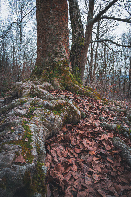 Wurzel eines alten Baumes | Professionelle Natur- & Landschaftsfotos als Poster, auf Leinwand & viele mehr. Wähle aus einer Vielzahl an Formaten & Materialien Dein perfektes Bild. - Realisiert mit Pictrs.com
