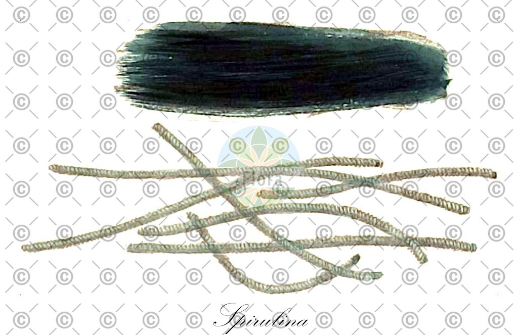 HistAbb_7Q2MT_1_ENZY_Simple | Historische Abbildung von Spirulina - Oscillatoriaceae (0) | Historical Illustration of Spirulina - Oscillatoriaceae (0)