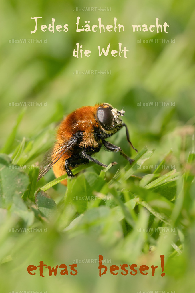 Jedes Lächeln macht die Welt etwas besser | Entdecke die faszinierende Welt der Natur- und Wildlife-Fotografie von Daniel und Bärbel. Inspirierende Bilder von wilden Tieren und kleinen Naturwundern.