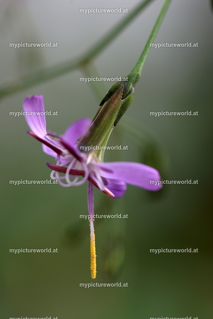 Hasenlattich-001 | Das Bilderarchiv über Tiere, Planzen und Landschaften. In der Bilddatenbank finden Sie ein große Auswahl an hochwertigen Bilder für Ihre Werbung - Realisiert mit Pictrs.com
