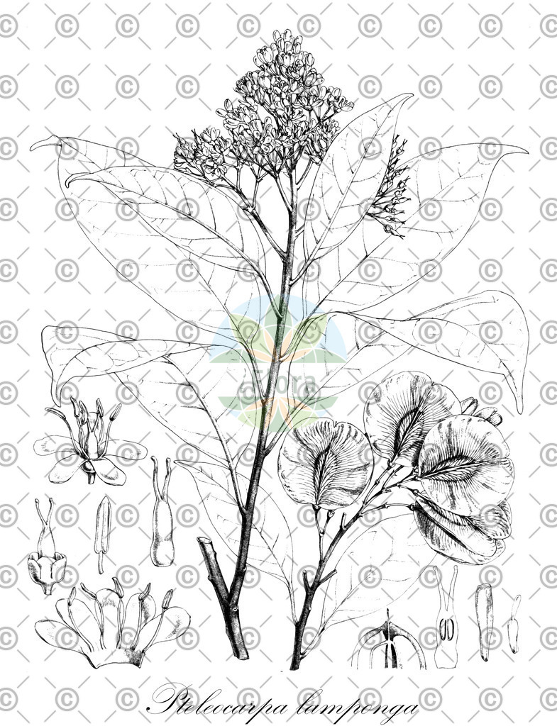 HistAbb_wfo-0000288253_1_ENZY_Simple | Historische Abbildung von Pteleocarpa lamponga - Gelsemiaceae | Historical Illustration of Pteleocarpa lamponga - Gelsemiaceae