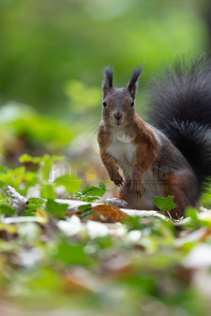 R5M20567_20261016 | Ein aufmerksam blickendes Eichhörnchen (Sciurus vulgaris) steht aufrecht auf dem Waldboden, umgeben von grünen Blättern und einigen trockenen Blättern. Sein rotbraunes Fell mit dem weissen Bauch und dem buschigen, dunklen Schwanz ist deutlich zu erkennen. Die charakteristischen Ohrpinsel sind ebenfalls sichtbar. Eichhörnchen sind tagaktive Nagetiere, die in Wäldern und Parks Europas und Asiens beheimatet sind. Sie sind bekannt für ihre Fähigkeit, Nüsse und Samen als Wintervorrat zu sammeln und zu vergraben. - Realisiert mit Pictrs.com