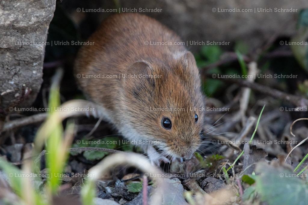 10049-12776 - Feldmaus | Stockfoto und Bilderpool mit Bildmaterial aus Deutschland, dem Harz, Halberstadt, Quedlinburg, Wernigerode und weltweit. Qualitativ hochwertige und professionelle Fotos anschauen und kaufen. - Realisiert mit Pictrs.com